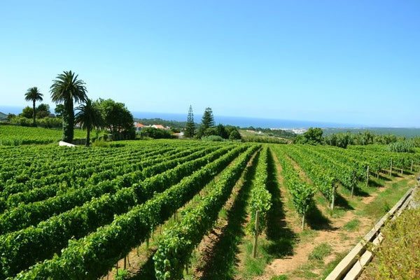 Vineyard plots of Casal Sta. Maria - Portugal